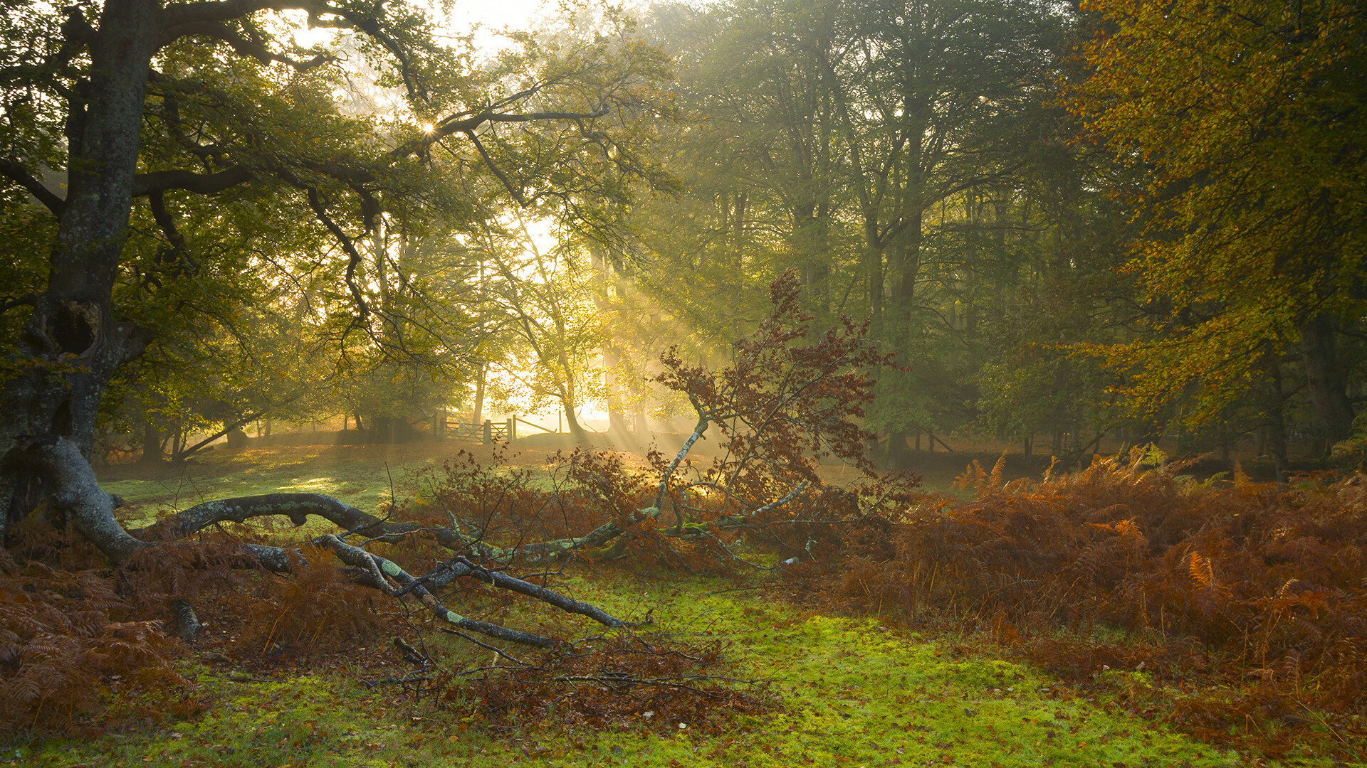 绿茵唯一性,当沙漠之鹰掠过蓝鹰—论阿圭罗进攻端无解性的战术启示
